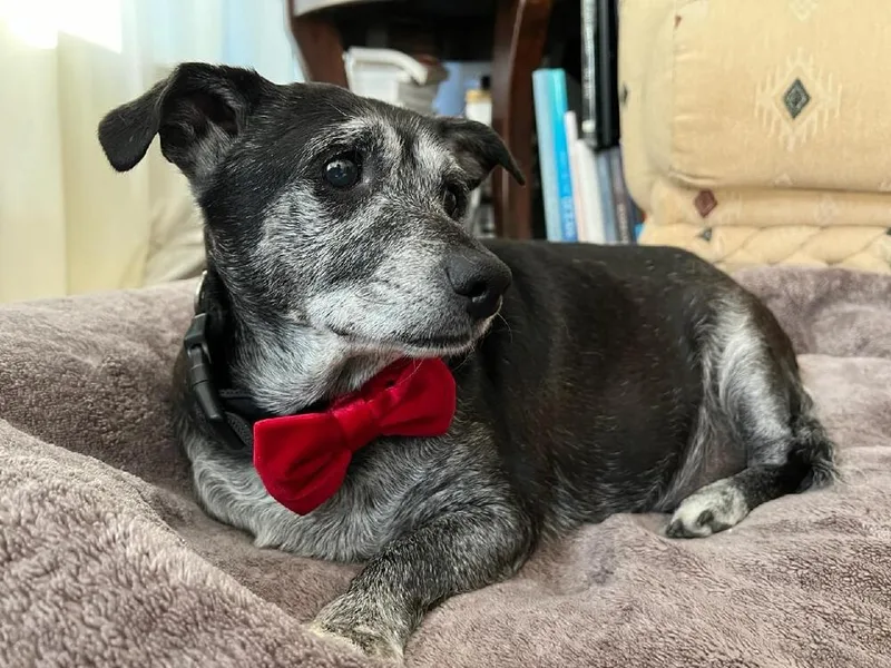 Shadow & Sandy Bonded thumbnail 5