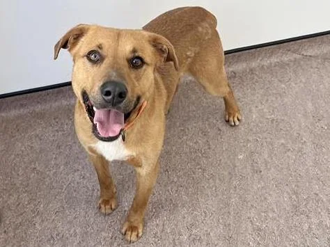 A young large-sized male Terrier dog named Chevy for adoption in Saint Louis, MO