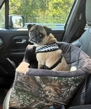 An adult medium-sized male Pug dog named Vinny for adoption in Pelham, MA