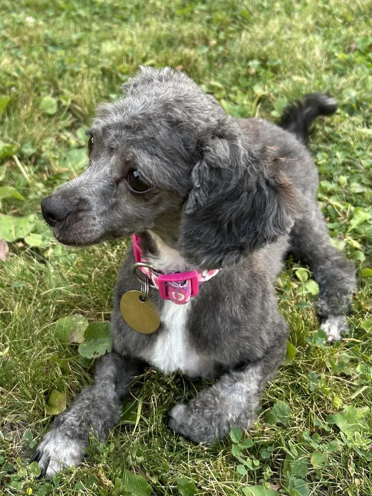 An adult small-sized female Gray / Blue / Silver Poodle dog named Princess Mouse for adoption in Spokane , WA