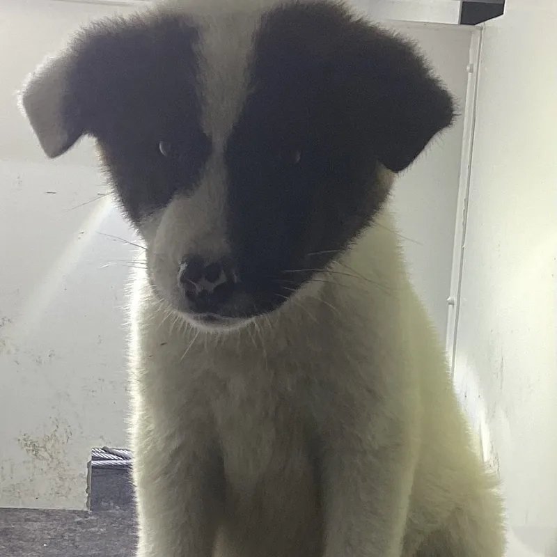 A baby small-sized male White / Cream Mixed Breed dog named Panda_ for adoption in Pine Bluff, AR