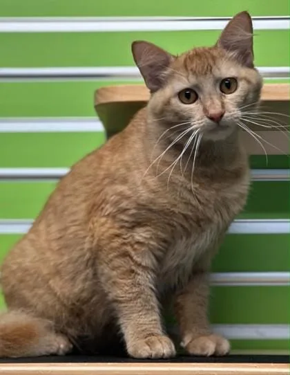 A young large-sized male Domestic Short Hair cat named Crackle for adoption in Shreveport, LA