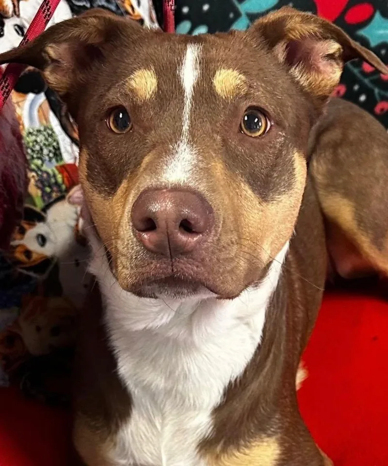 A young small-sized female Australian Cattle Dog / Blue Heeler dog named Opal for adoption in Elizabethton, TN