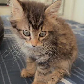 Poki
