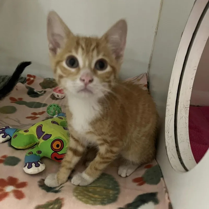 A baby small-sized male Orange / Red Domestic Short Hair cat named Canelo for adoption in Hinsdale, IL