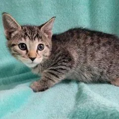 A baby medium-sized male Tabby (Brown / Chocolate) Tabby cat named Mister Spock for adoption in Green Valley, AZ
