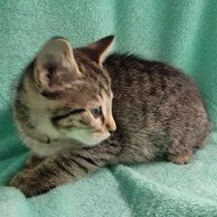 Mister Spock thumbnail 2