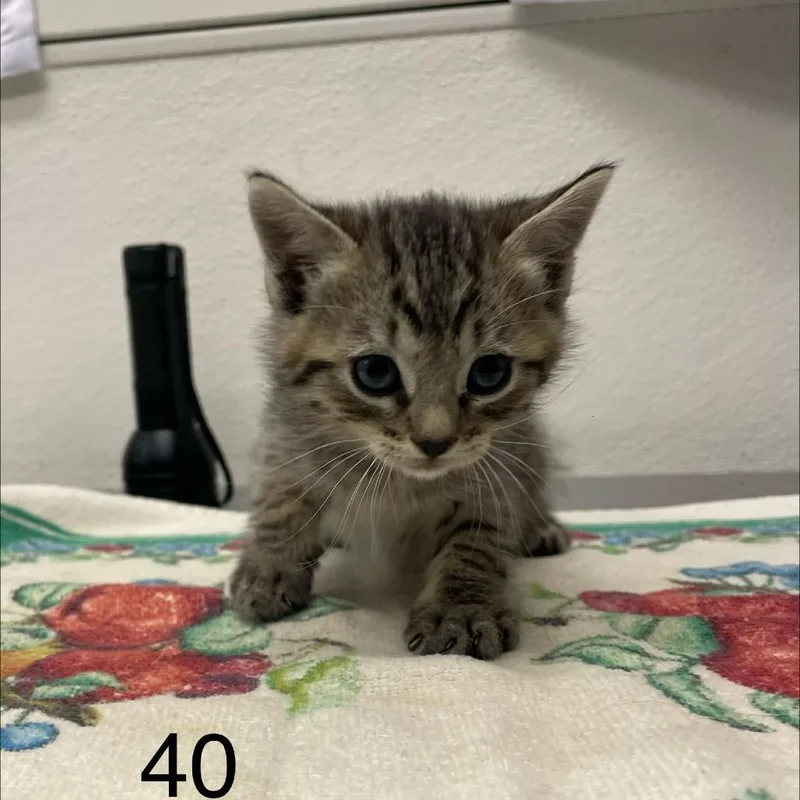 Hugo