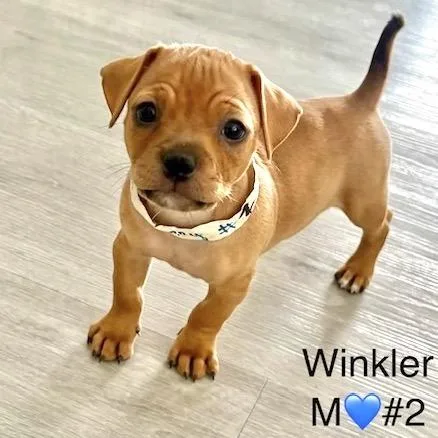 A baby small-sized male Shih Tzu dog named Winkler for adoption in Las Vegas, NV
