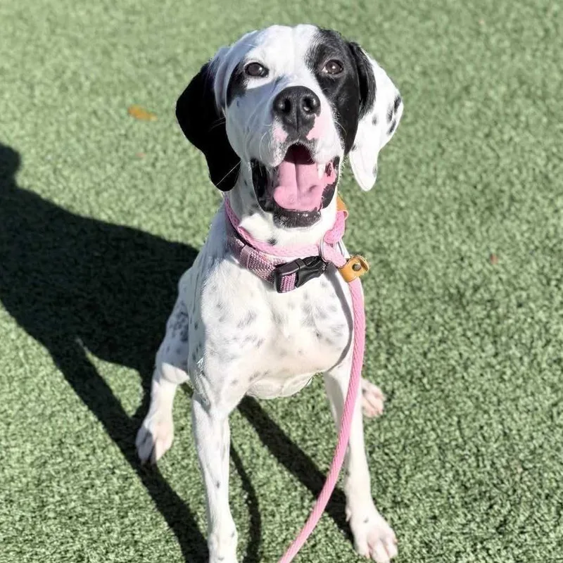 A young medium-sized female White / Cream English Pointer dog named Freckles for adoption in Chattanooga, TN