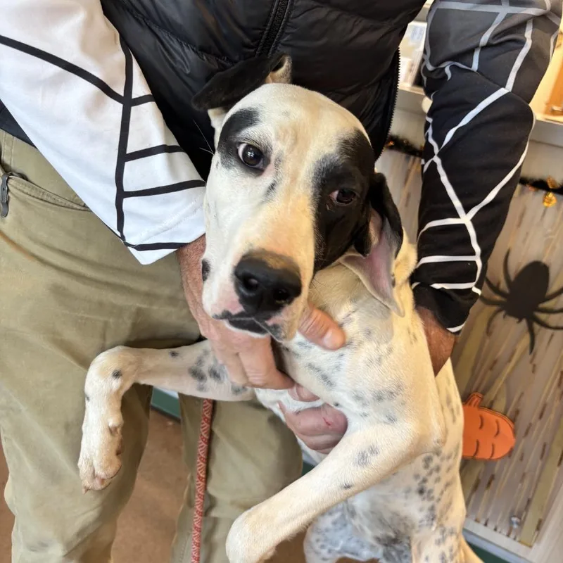 Freckles thumbnail 3