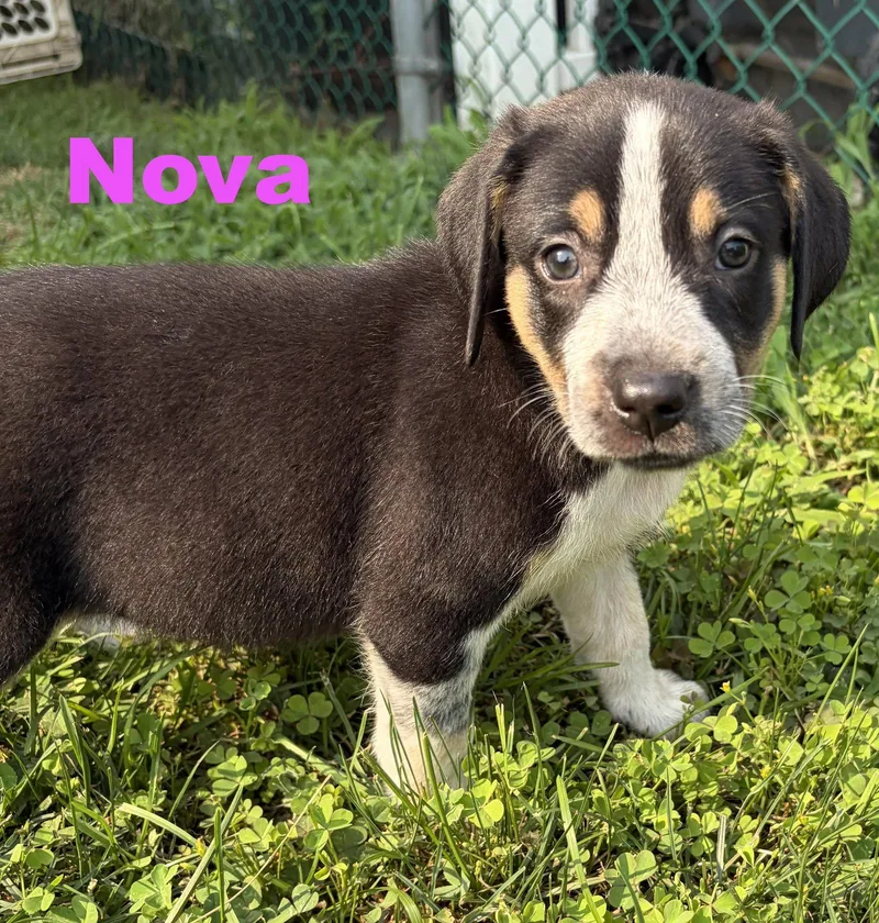 Nova