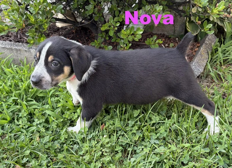 Nova thumbnail 2