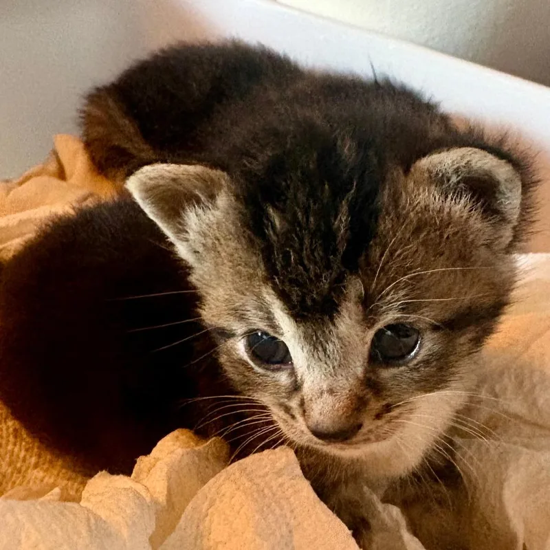 A baby small-sized female Brown / Chocolate Domestic Short Hair cat named Saffron for adoption in Fort Lauderdale, FL