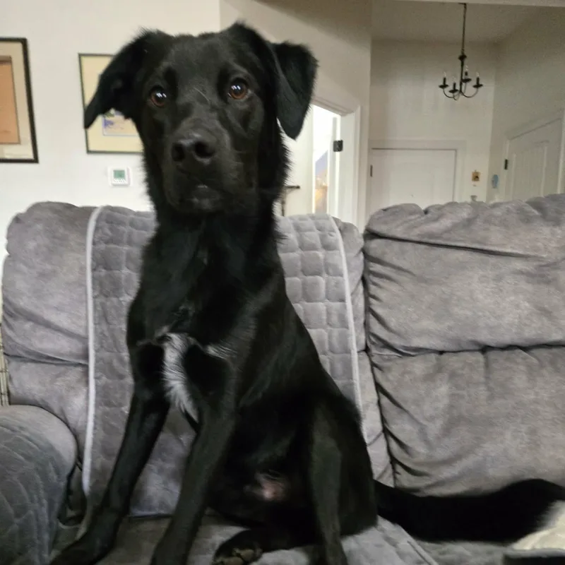 A young medium-sized male Black Border Collie dog named Paladin for adoption in Springfield, MO