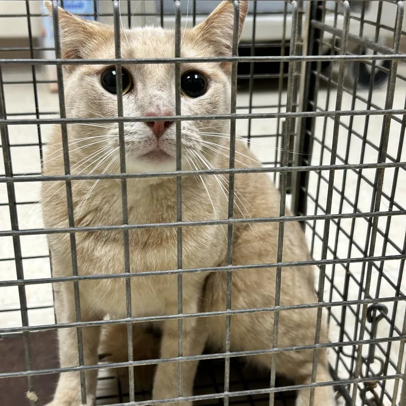 An adult small-sized male Domestic Short Hair cat named TrappedLyman Ln for adoption in Roxboro, NC