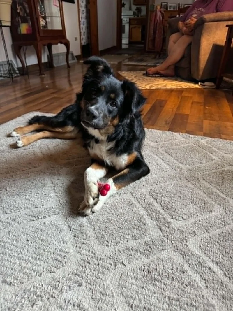 A young medium-sized female Tricolor (Brown, Black, & White) Australian Shepherd dog named Jessie for adoption in Creston, IA