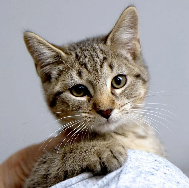 A baby medium-sized male Domestic Short Hair cat named Tom for adoption in Kansas City, KS