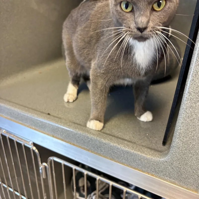 An adult medium-sized female Gray & White Domestic Short Hair cat named Misty for adoption in Oberlin, OH
