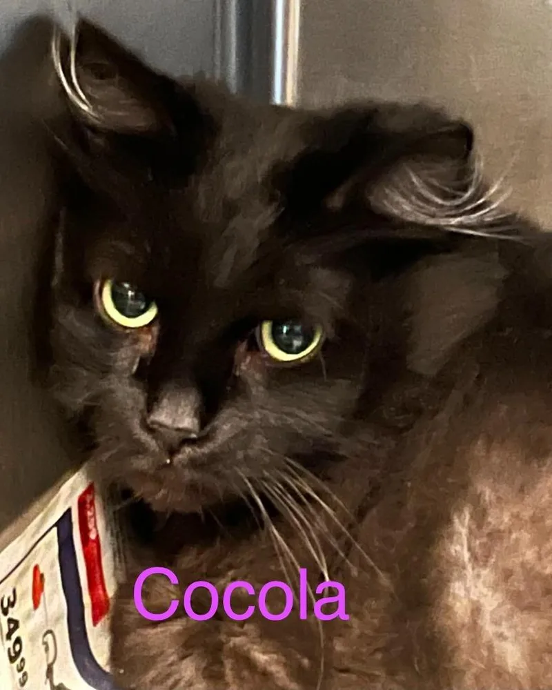An adult large-sized female Domestic Short Hair cat named Cocola for adoption in Princeton, IN