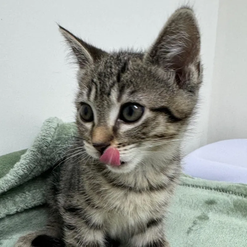 A baby small-sized female Brown / Chocolate Domestic Short Hair cat named Firefly for adoption in Playa Vista, CA