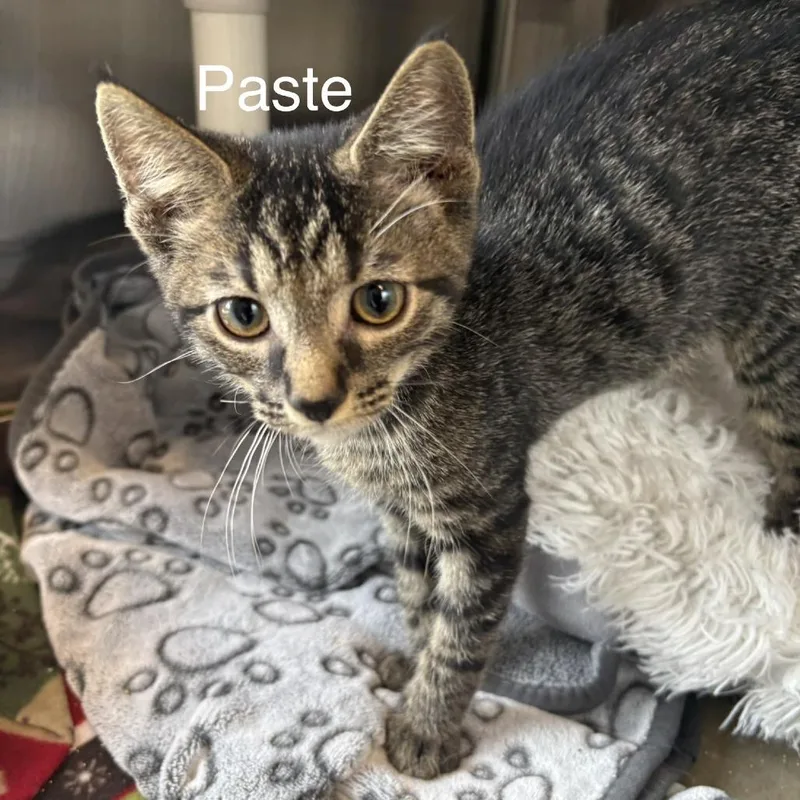 Paste