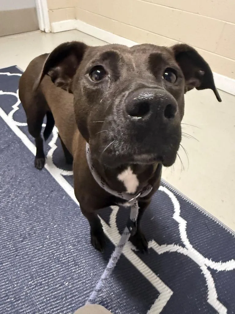 A young medium-sized female Mixed Breed dog named Amelia for adoption in Metter, GA