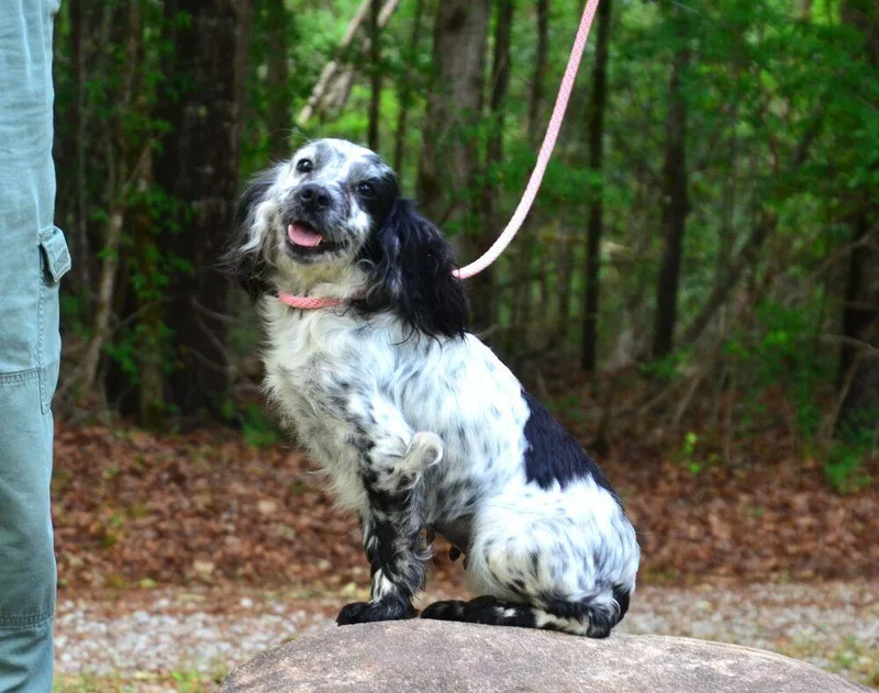 An adult small-sized female Tricolor (Brown, Black, & White) Setter dog named Cassie for adoption in Willingboro, NJ