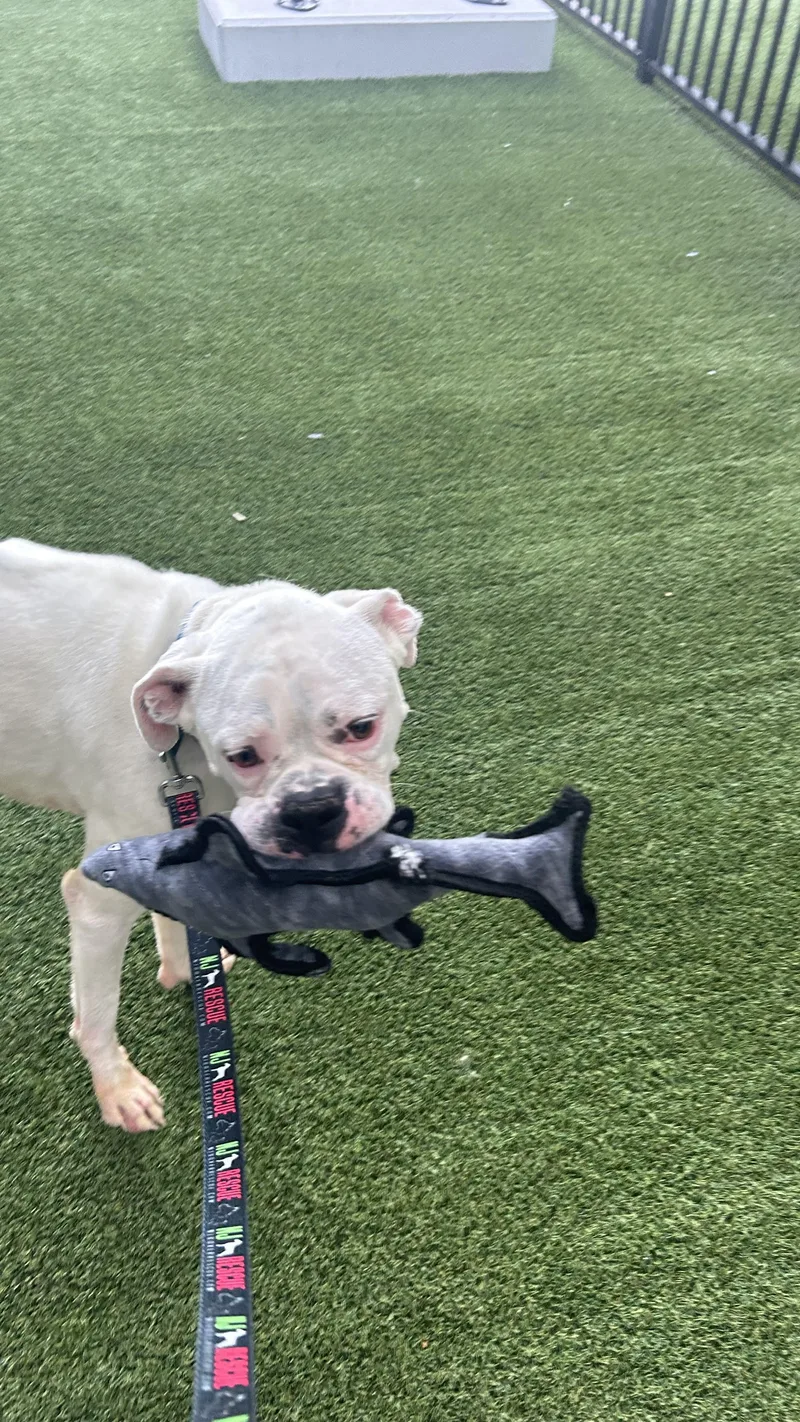 An adult medium-sized male White / Cream Boxer dog named Ghost for adoption in Middlesex, NJ