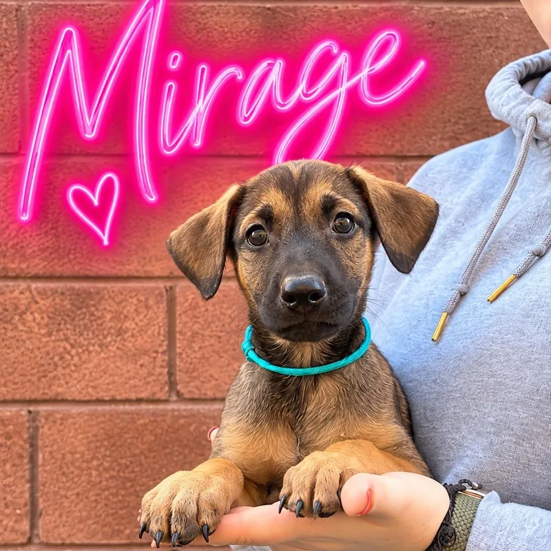 A baby medium-sized female Doberman Pinscher dog named Mirage for adoption in Henderson, NV