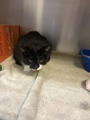 A senior small-sized female Domestic Short Hair cat named Lucy for adoption in West Chester, PA