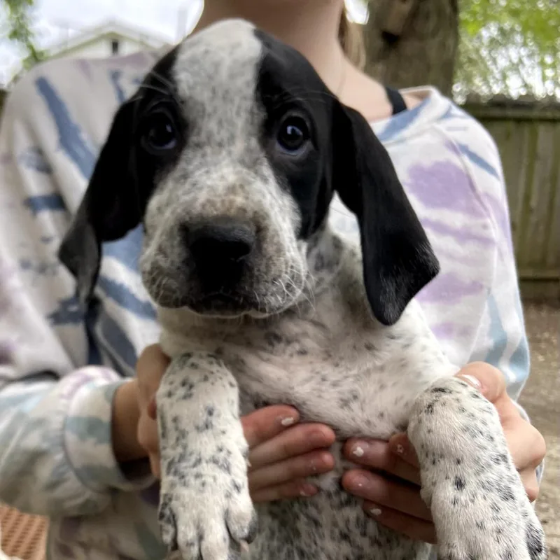 A baby small-sized female Gray / Blue / Silver Plott Hound dog named Galleta for adoption in Southington, OH