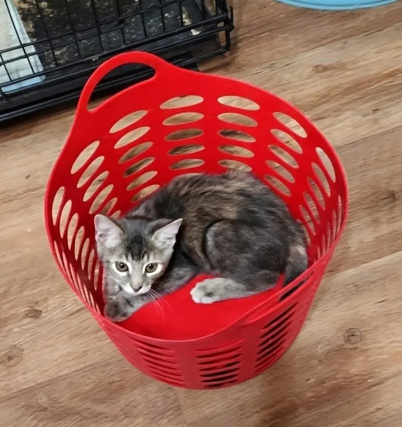 A baby small-sized female Domestic Short Hair cat named Artemis for adoption in Magnolia, TX