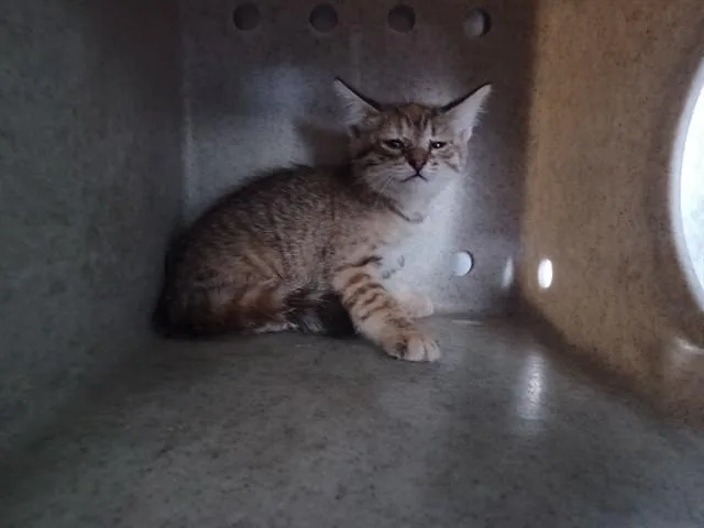 A baby medium-sized female Domestic Short Hair cat named Josephina for adoption in Lancaster, CA