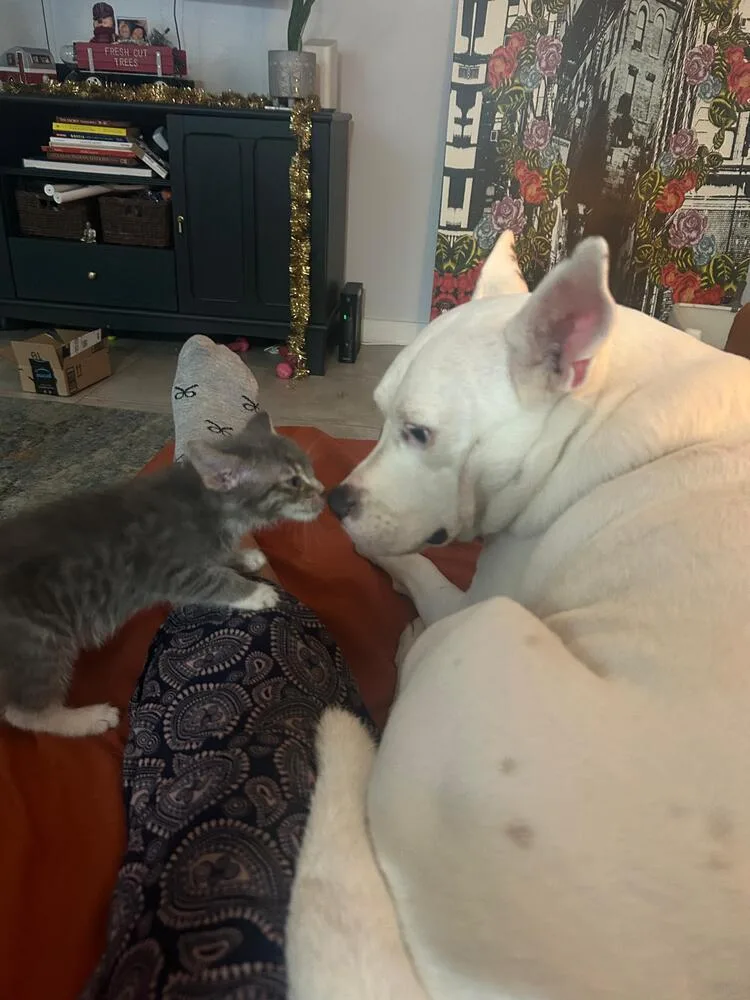 A baby small-sized female Gray & White Domestic Short Hair cat named Lexie for adoption in Hudson, NH