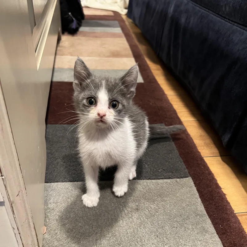 A baby medium-sized female Gray & White Domestic Short Hair cat named Lillie for adoption in San Juan Capistrano, CA