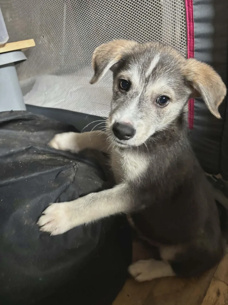 A baby medium-sized male Husky dog named Rocky for adoption in Paoli, IN