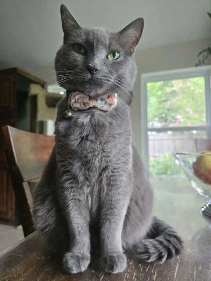 A senior medium-sized female Gray / Blue / Silver Domestic Short Hair cat named Lo for adoption in Warr Acres, OK