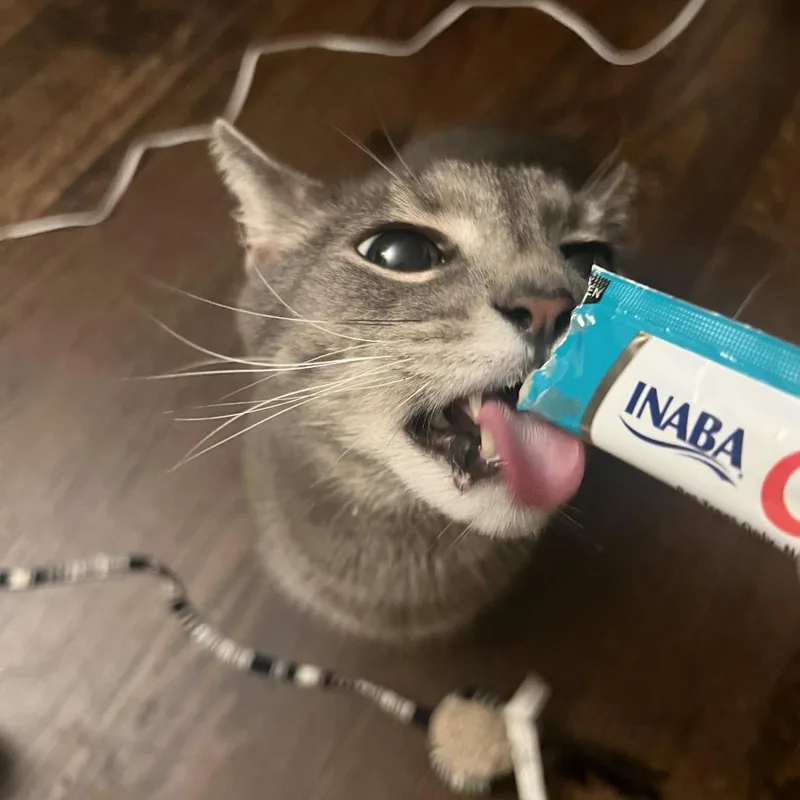 A senior large-sized male Gray / Blue / Silver Domestic Short Hair cat named Great Smoky Mountains for adoption in Evanston, IL