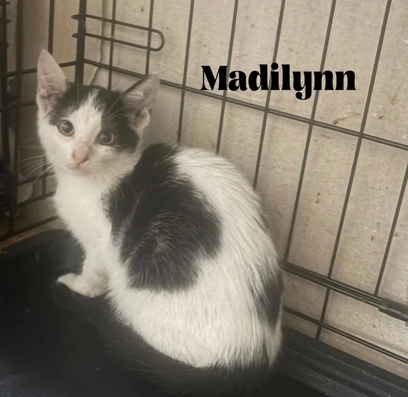 A baby small-sized female Domestic Short Hair cat named Madilynn for adoption in Orlando, FL