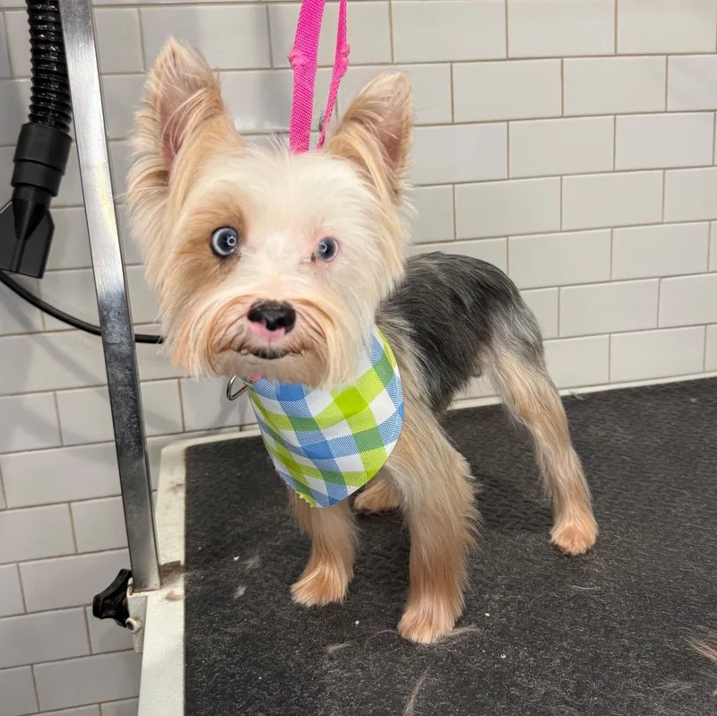 An adult small-sized male Yorkshire Terrier dog named Fletcher for adoption in Wayne, NJ