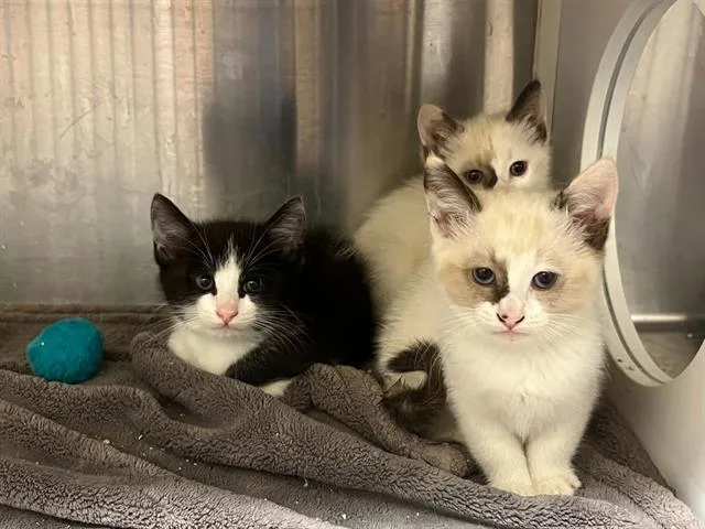 A baby small-sized female Siamese cat named Penny for adoption in Tustin, CA