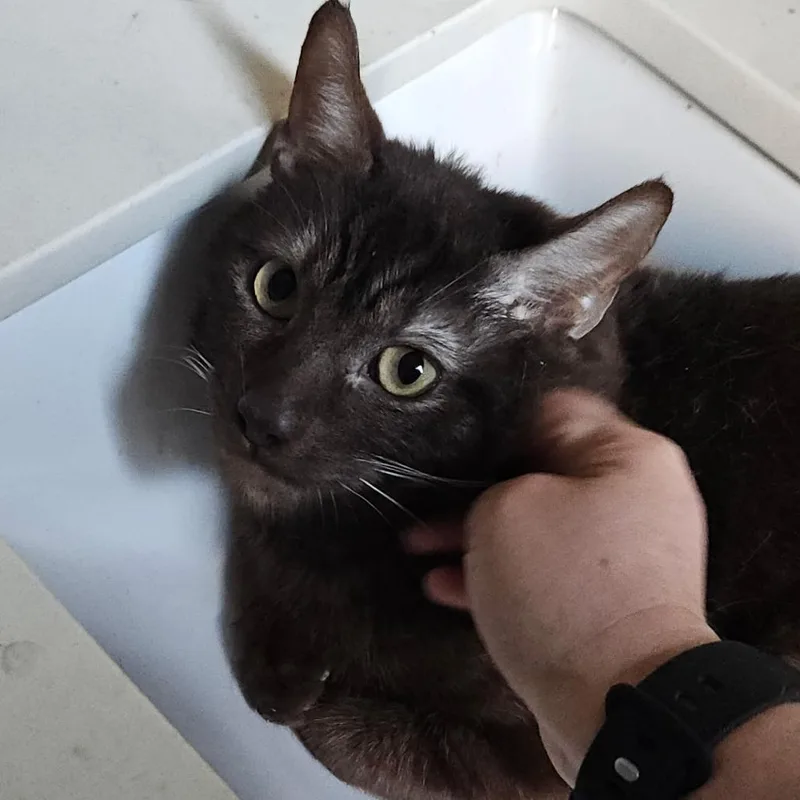 A young medium-sized male Brown / Chocolate Domestic Short Hair cat named Gumbo for adoption in Pleasanton, CA