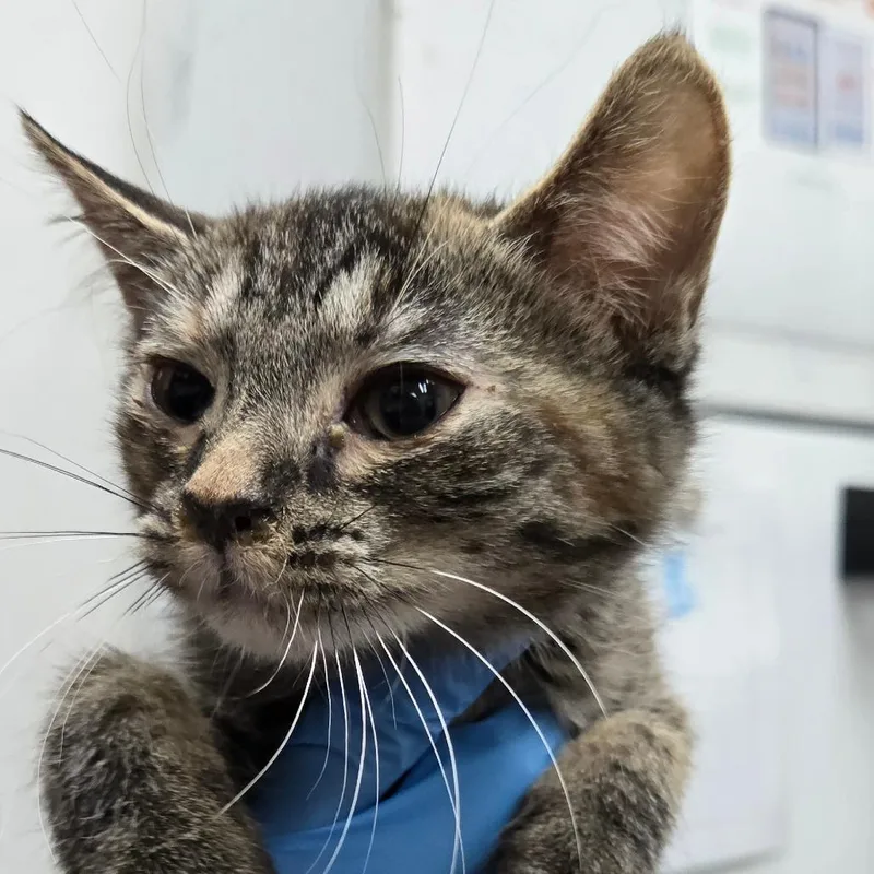 A baby small-sized female Brown / Chocolate Domestic Short Hair cat named Sirena for adoption in Newark, NJ