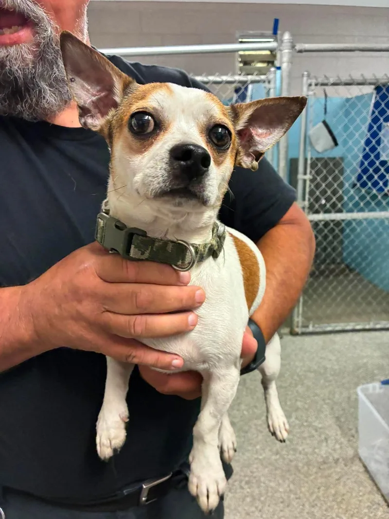 An adult small-sized male Chihuahua dog named Frederick for adoption in Knoxville, TN