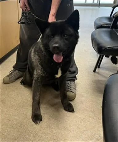 A young large-sized female Akita dog named Sakura for adoption in San Pedro, CA