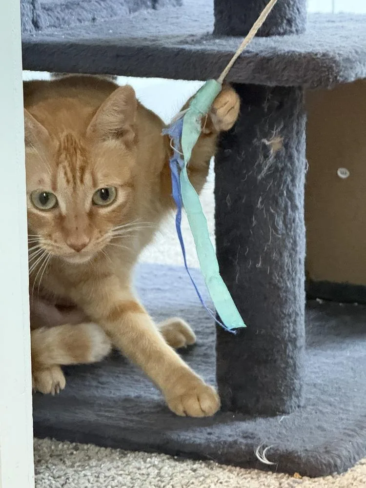 Caramel Delite thumbnail 2