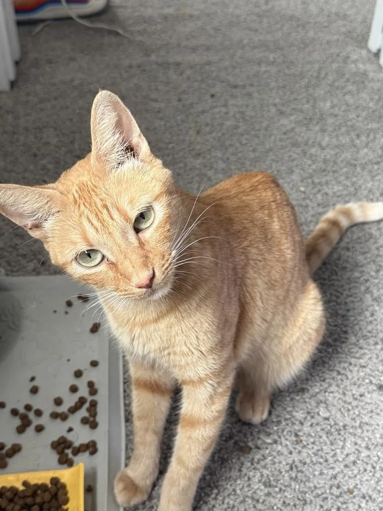 Caramel Delite thumbnail 4