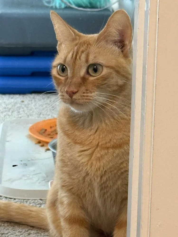 Caramel Delite thumbnail 6