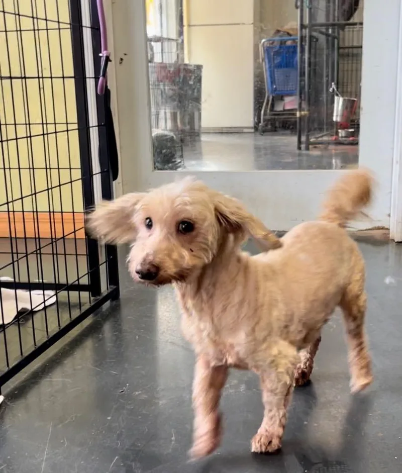 A senior small-sized female Poodle dog named Sandy for adoption in St. Augustine, FL